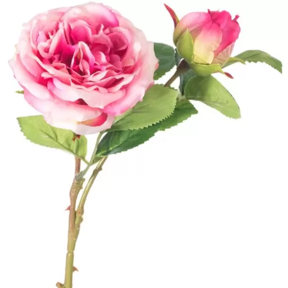 CRI Spring Picks>Cabbage Rose Pick, Dark Pink