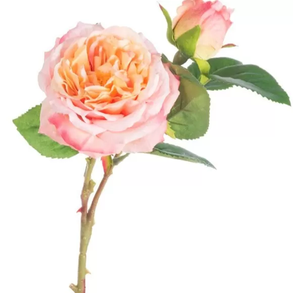 CRI Spring Picks>Cabbage Rose Pick, Salmon