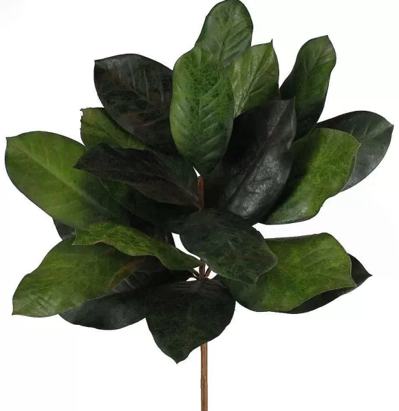 Craig Bachman Greenery>Magnolia Leaf Bush Pick