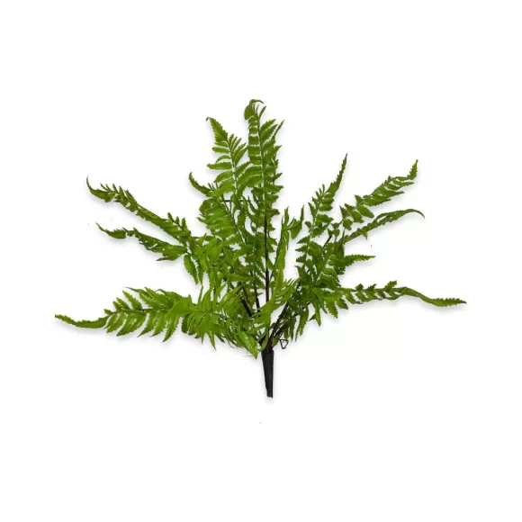 CRI Spring Picks>Medium Boston Fern